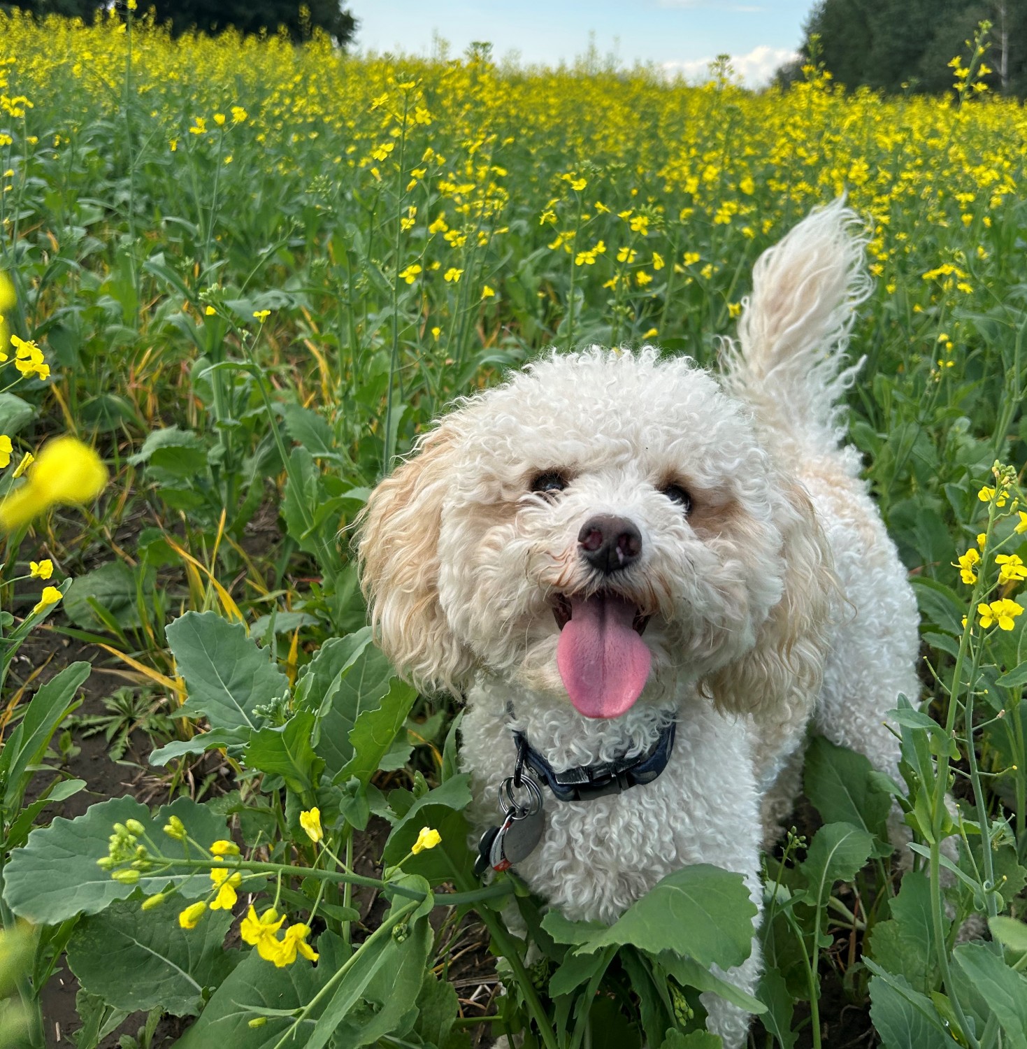 Small white dog in a field of yellow flowers