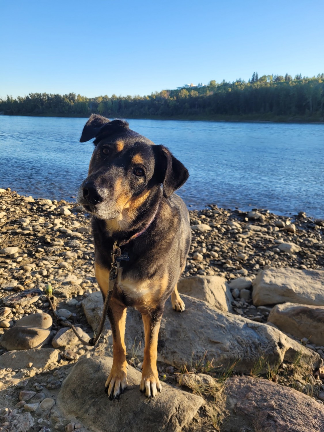 Dog on the beach