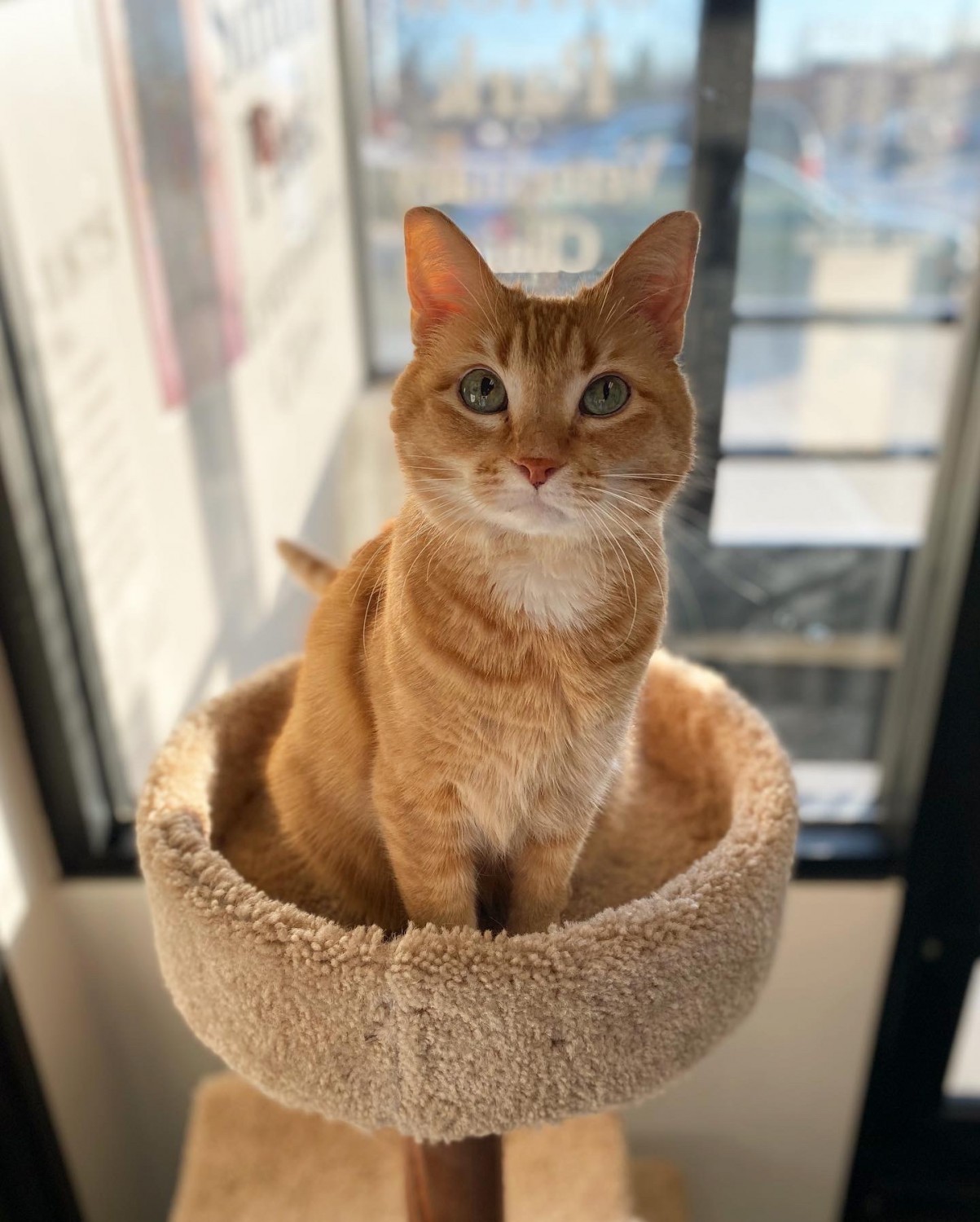 Orange cat in a cat tower