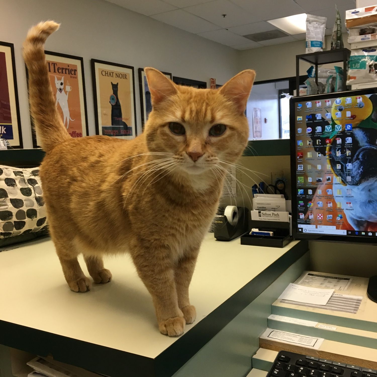 Clinic cat at Sifton Park Veterinary Clinic